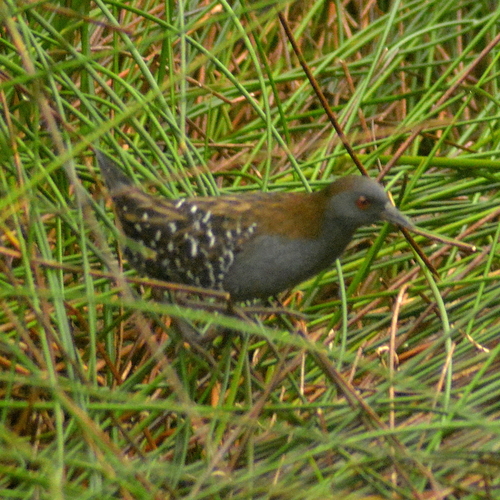 Dot-winged Crake (Laterallus spiloptera), photo 5