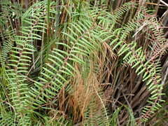 Gleichenia