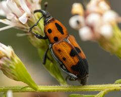 Rhodobaenus quinquepunctatus