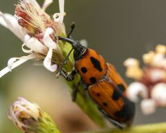 Rhodobaenus quinquepunctatus