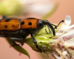 Rhodobaenus quinquepunctatus