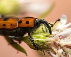 Rhodobaenus quinquepunctatus