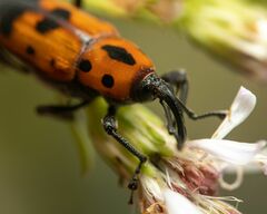 Rhodobaenus quinquepunctatus