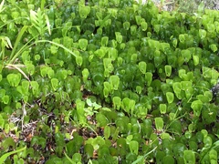 Hymenophyllum nephrophyllum