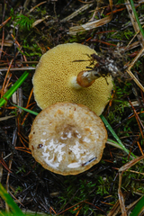 Suillus umbonatus