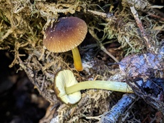Pluteus romellii