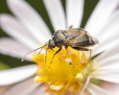 Plagiognathus obscurus