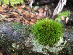 Dicranoloma menziesii