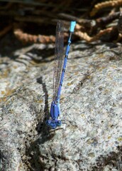 Argia munda