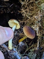 Pluteus romellii