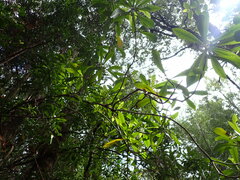 Anopterus glandulosus