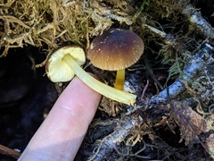 Pluteus romellii