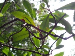 Anopterus glandulosus