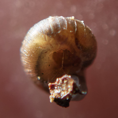 Paralaoma servilis