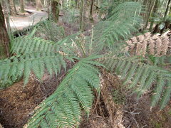 Cyatheales