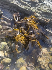 Eisenia arborea