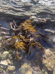 Eisenia arborea