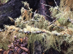 Usnea rubicunda