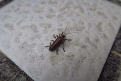 Lycocerus arisanensis