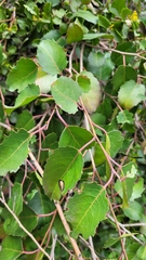 Azara petiolaris