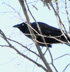 Corvus mellori