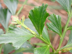 Phyllocladus aspleniifolius