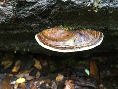 Fomitopsis hemitephra