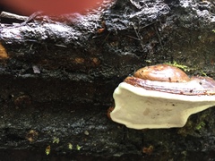 Fomitopsis hemitephra