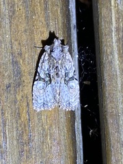 Oligia modica