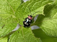 Omophoita