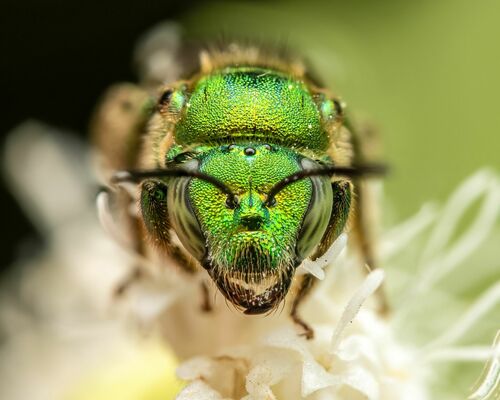 Northeastern Sweat Bee photo 3