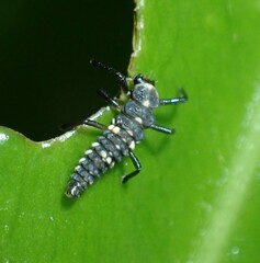 Cleobora mellyi