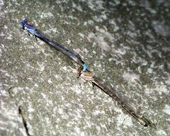 Argia munda