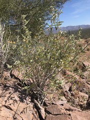 Ambrosia ambrosioides