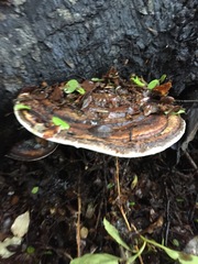 Fomitopsis hemitephra