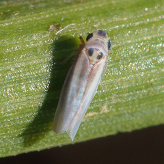 Empoascanara limbata
