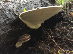 Fomitopsis hemitephra