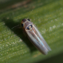 Empoascanara limbata