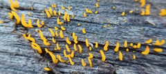 Calocera
