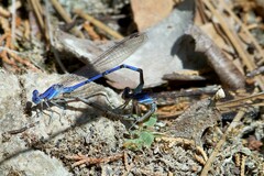 Argia munda