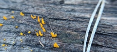 Calocera