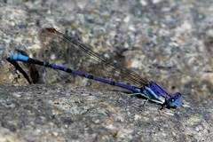 Argia munda