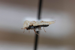 Corythucha distincta