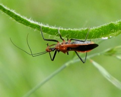 Gminatus australis