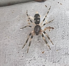 Lampona cylindrata