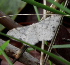 Idaea halmaea