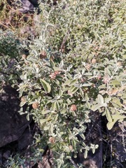 Buddleja marrubiifolia