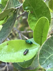 Bilyaxia concinna