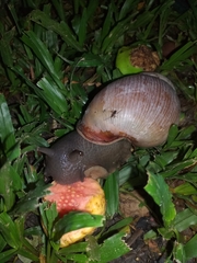 Megalobulimus oblongus