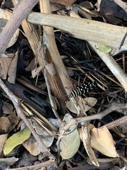 Placosternus erythropus